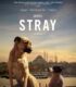 Stray